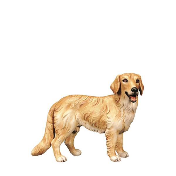 Hund Golden Retriever